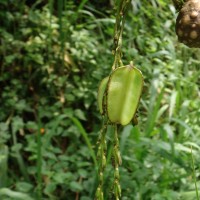 Dioscorea bulbifera L.